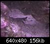         

:  mantis1.JPG
:  548
:  156,3 KB
