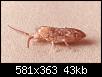         

:  Springtail%20adult.jpg
:  355
:  43,4 KB