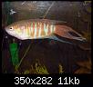         

:  Paradisefish-1.jpg
:  271
:  11,0 KB