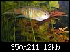         

:  Paradisefish-2.jpg
:  241
:  12,5 KB