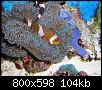         

:  billy reef 399 (Large).jpg
:  380
:  104,3 KB