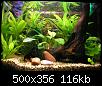         

:  betta-tank-3.jpg
:  500
:  116,0 KB