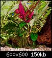         

:  plants-010.jpg
:  297
:  149,9 KB