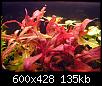         

:  plants-014.jpg
:  284
:  134,6 KB