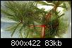         

:   Myriophyllum spicatum.jpg
:  1131
:  82,6 KB