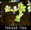         

:      Spirodella polyrhiza.jpg
:  1046
:  72,3 KB