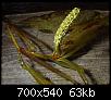         

:  Potamogeton-lucens-1.jpg
:  600
:  62,6 KB