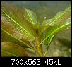        

:  Potamogeton-lucens-2.jpg
:  668
:  44,5 KB