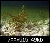         

:  Potamogeton-lucens-3.jpg
:  641
:  49,2 KB