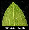         

:  Potamogeton-lucens-4.jpg
:  607
:  62,0 KB