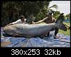         

:  GiantCatfish-WWF.jpg
:  970
:  31,7 KB