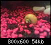         

:  snail (Medium).jpg
:  378
:  54,3 KB