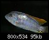         

:  fish1.jpg
:  261
:  94,7 KB