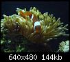         

:  nemo and anemone.JPG
:  221
:  144,3 KB