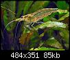         

:  Caridina-japonica13.jpg
:  544
:  85,4 KB