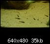         

:  PICT1323.JPG
:  369
:  35,3 KB