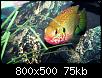         

:  FemaleJewelCichlid2-1680x1050.jpg
:  409
:  75,5 KB