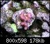         

:  Coral01.JPG
:  383
:  177,7 KB