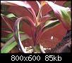         

:  plant 1.jpg
:  469
:  85,0 KB