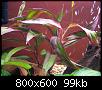         

:  plant 2.jpg
:  442
:  98,6 KB