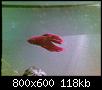         

:  06062008(006).jpg
:  530
:  118,2 KB