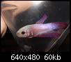         

:  Betta 4.jpg
:  299
:  60,4 KB