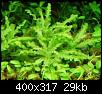         

:  Pogostemon helferi.jpg
:  389
:  28,7 KB