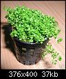         

:  Hemianthus callitrichoides.jpg
:  386
:  36,6 KB