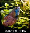         

:  gourami.jpg
:  726
:  66,0 KB