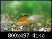         

:  Fish3.jpg
:  339
:  40,5 KB