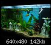         

:  aquarium 004.jpg
:  605
:  142,3 KB