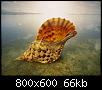         

:  025 - Wallpapers underwater    - .jpg
:  692
:  66,1 KB