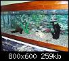         

:  my 2nd aquarium(b).jpg
:  1550
:  259,2 KB