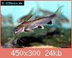         

:  shark-catfish-2.jpg
:  320
:  24,3 KB