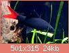         

:  Shark-Red-Tail.jpg
:  231
:  24,2 KB