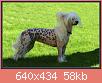         

:  Chinese Crested Dog a1.jpg
:  439
:  58,0 KB