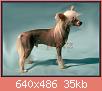         

:  Chinese Crested Dog a9.jpg
:  839
:  35,0 KB