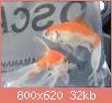         

:  GOLDFISH_1.jpg
:  465
:  31,6 KB