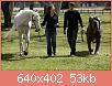         

:  huge-bull-mastiff-big-as-horse.jpg
:  445
:  53,1 KB