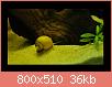         

:  s_applesnail.jpg
:  540
:  35,7 KB