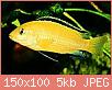         

:  labidochromis_yellow.jpg
:  326
:  5,0 KB