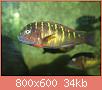         

:  fish 063.jpg
:  276
:  34,2 KB