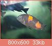         

:  fish 256.jpg
:  458
:  32,8 KB