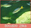         

:  fish 266.jpg
:  333
:  29,4 KB