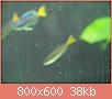         

:  fish 1298.jpg
:  309
:  38,4 KB
