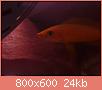         

:  aquarium 088.jpg
:  346
:  24,1 KB