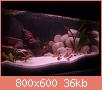         

:  aquarium 064.jpg
:  384
:  35,6 KB