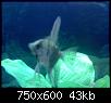         

:  aquarium 7.JPG
:  445
:  42,9 KB