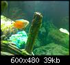         

:  aquarium 6.JPG
:  468
:  38,7 KB
