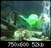         

:  aquarium 3.JPG
:  449
:  51,7 KB